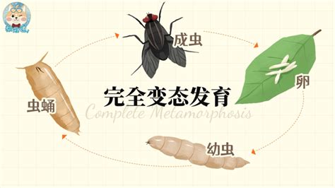 家里有飞蛾|家里凭空冒出来的小飞虫是啥？到底怎么弄死？